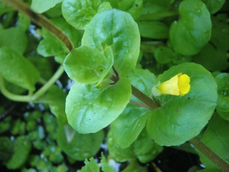 Erythranthe geyeri photo 5