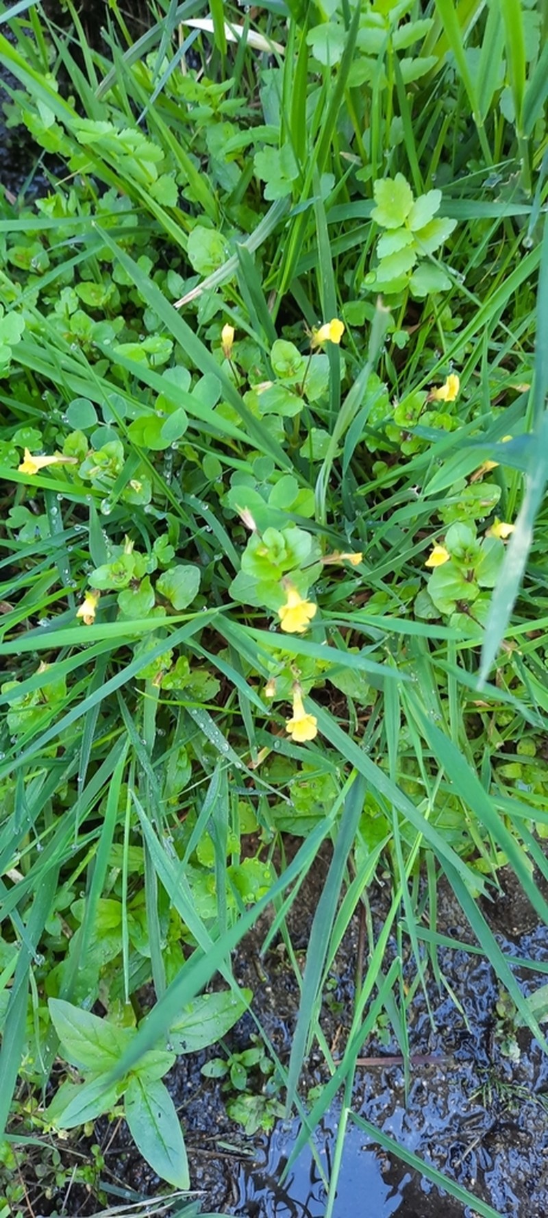 Erythranthe geyeri photo 6