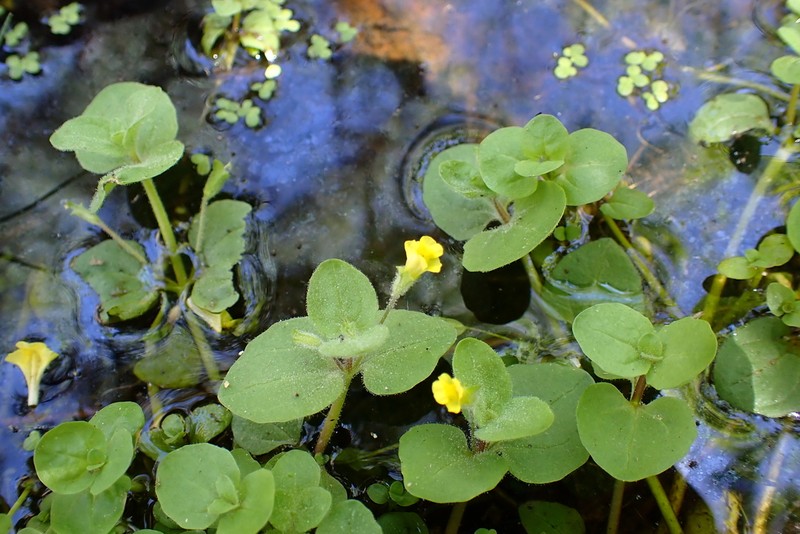 Erythranthe geyeri photo 7