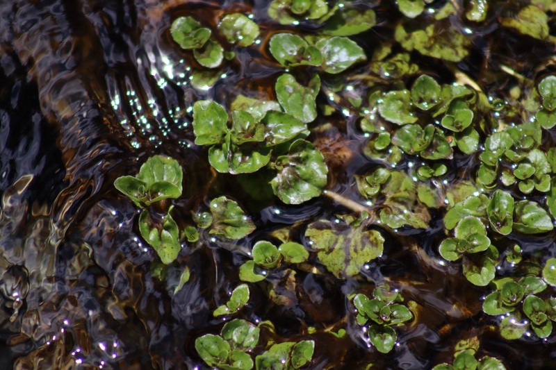 Roundleaf Monkeyflower