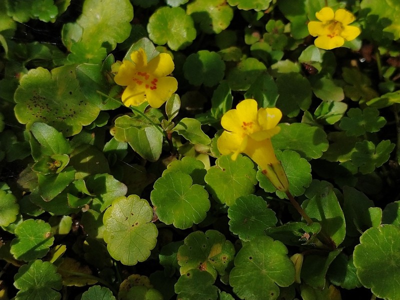 Roundleaf Monkeyflower