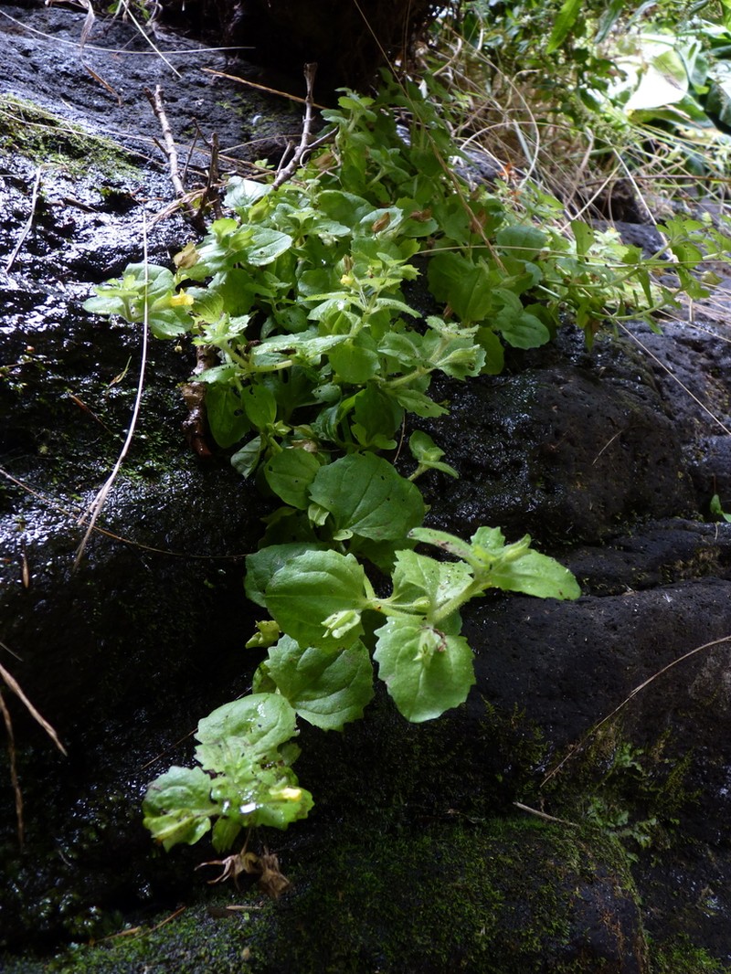 Roundleaf Monkeyflower photo 2