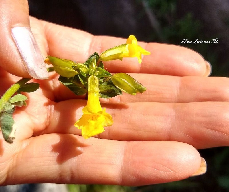 Roundleaf Monkeyflower photo 3