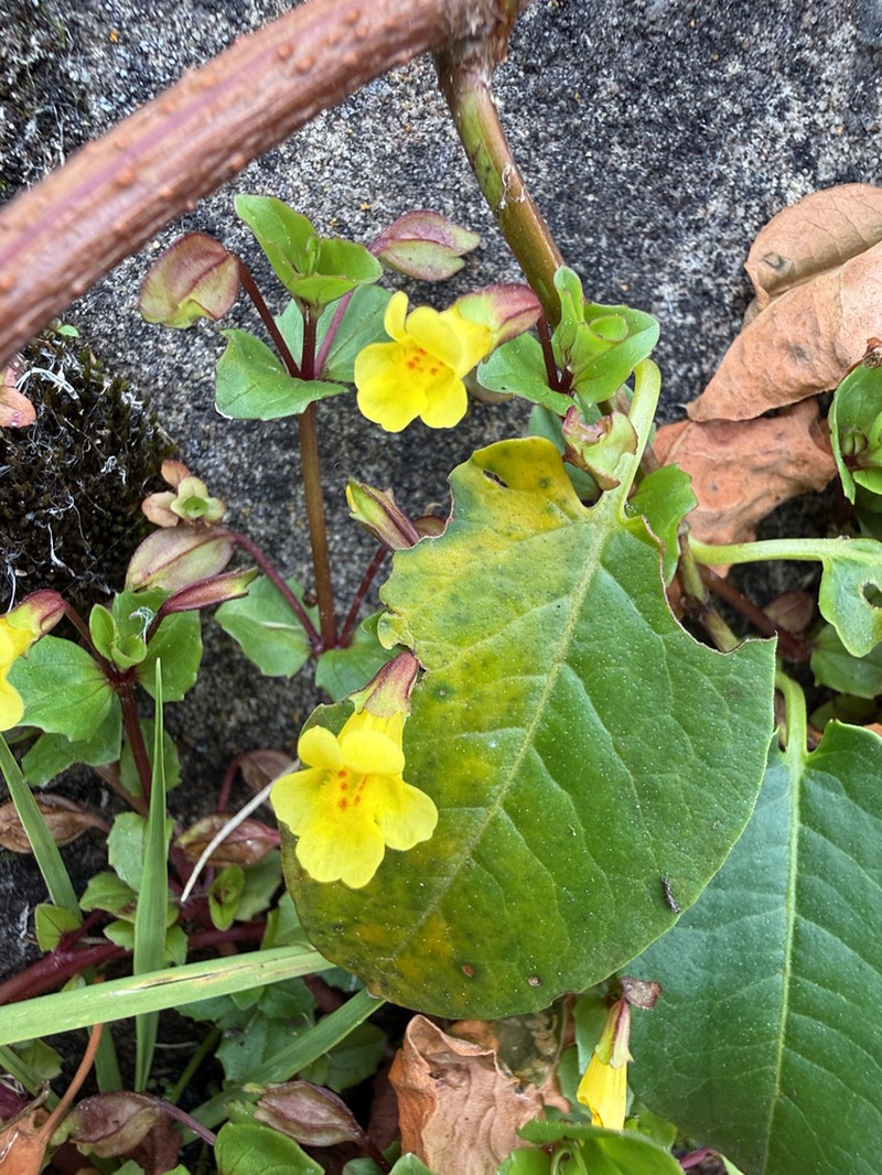 Roundleaf Monkeyflower photo 4