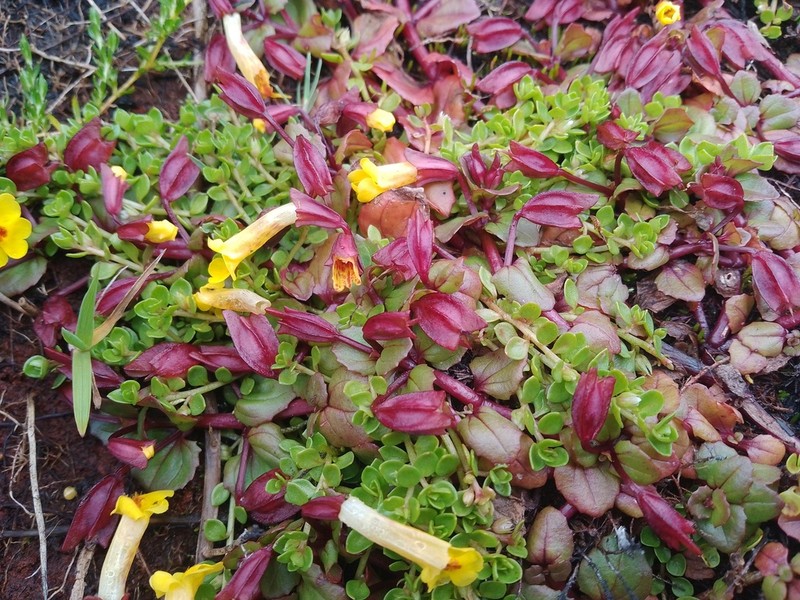 Roundleaf Monkeyflower photo 5