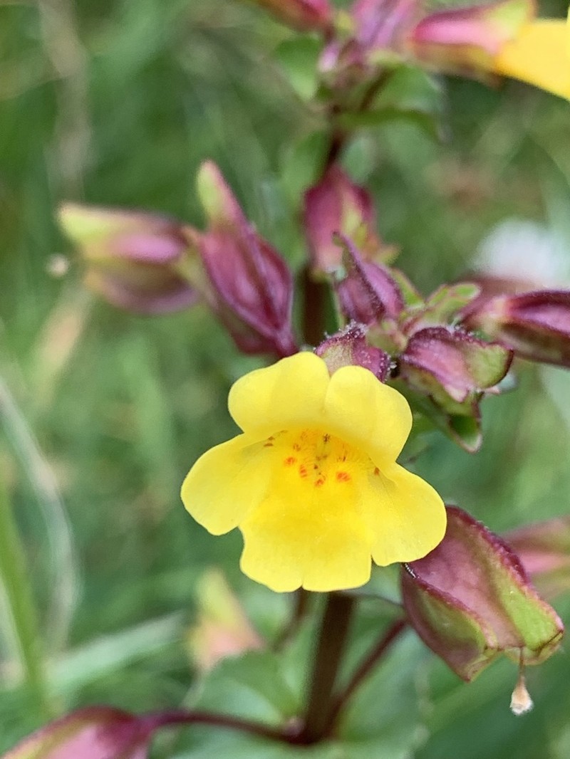 Roundleaf Monkeyflower photo 6