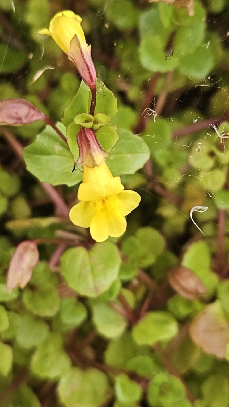 Roundleaf Monkeyflower photo 7
