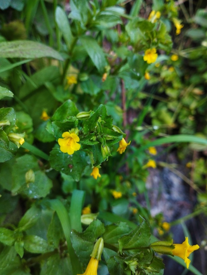 Roundleaf Monkeyflower photo 8