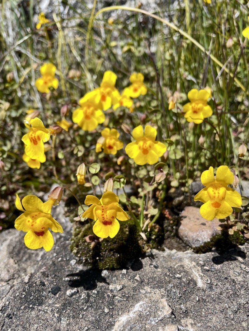 Shieldbract Monkeyflower