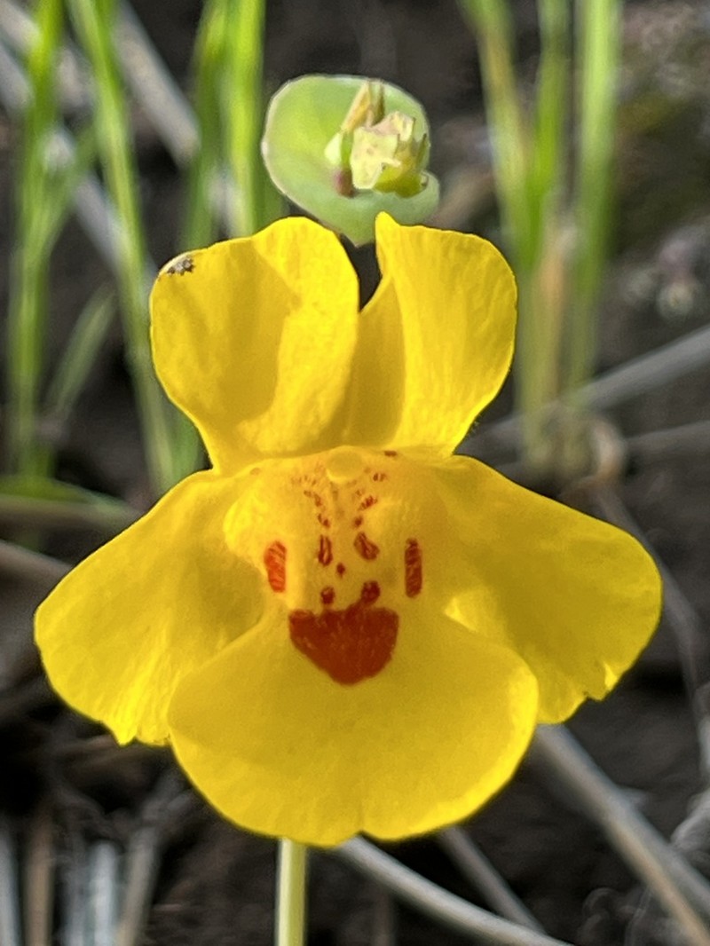 Shieldbract Monkeyflower photo 2