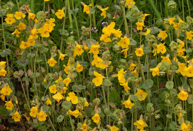 Shieldbract Monkeyflower photo 3
