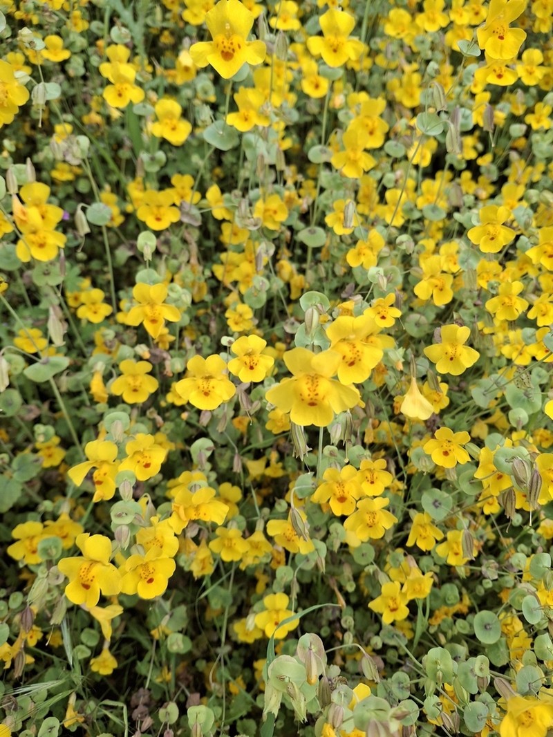 Shieldbract Monkeyflower photo 4