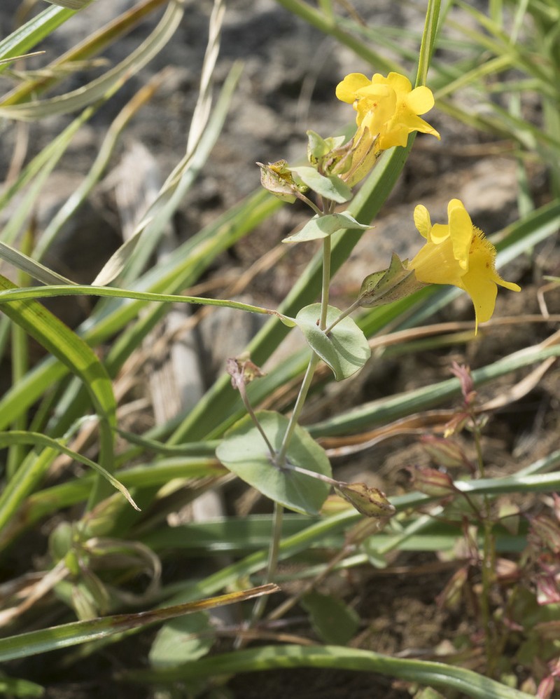 Shieldbract Monkeyflower photo 5