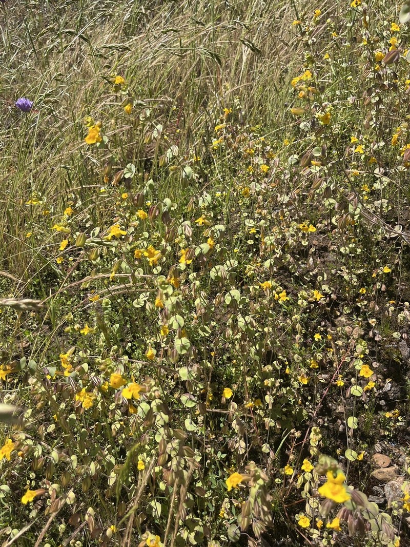 Shieldbract Monkeyflower photo 6