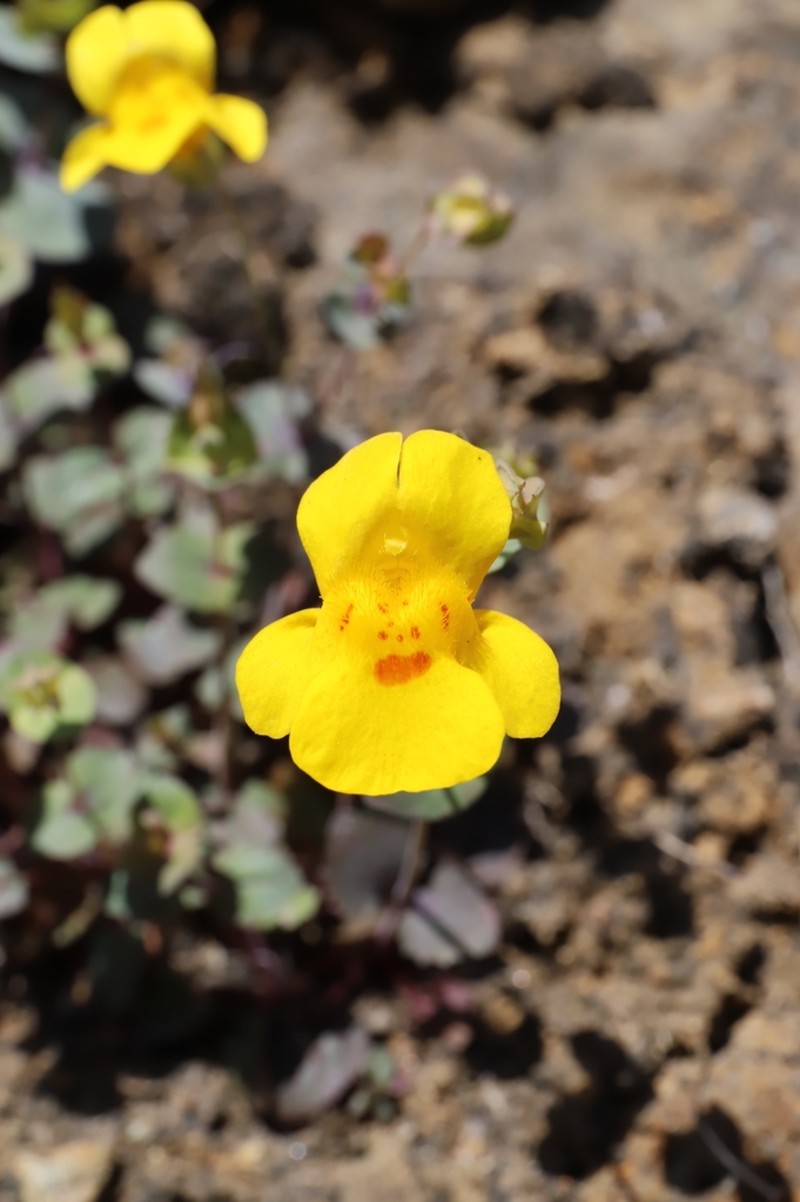 Shieldbract Monkeyflower photo 7