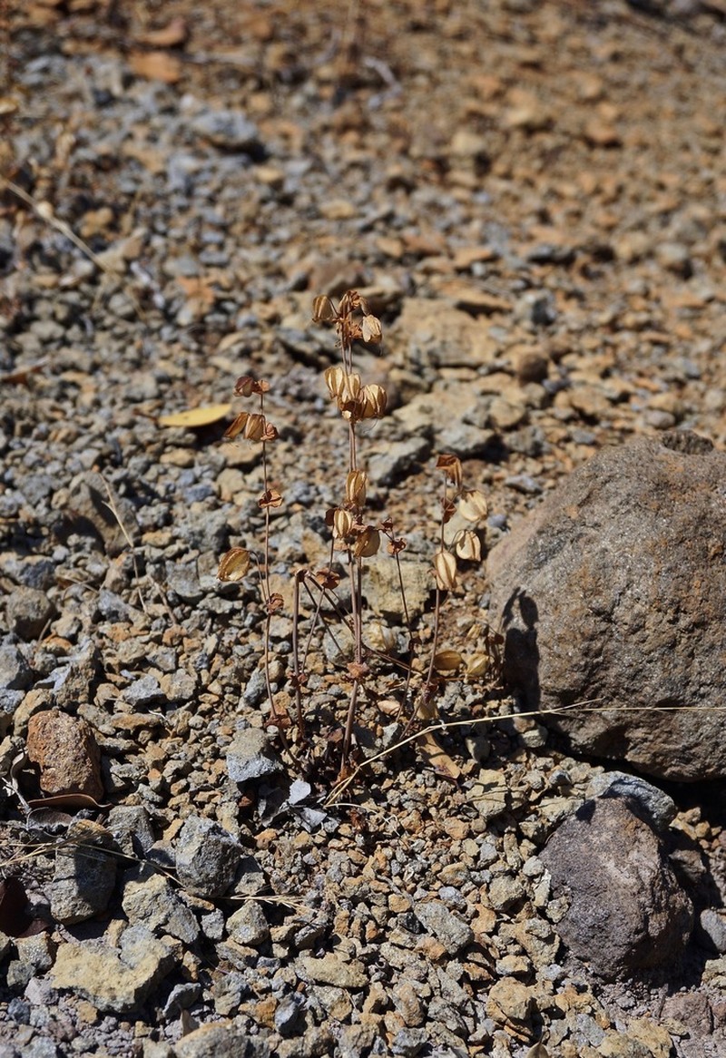 Shieldbract Monkeyflower photo 8