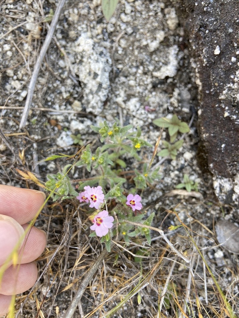 Slenderstalk Monkeyflower