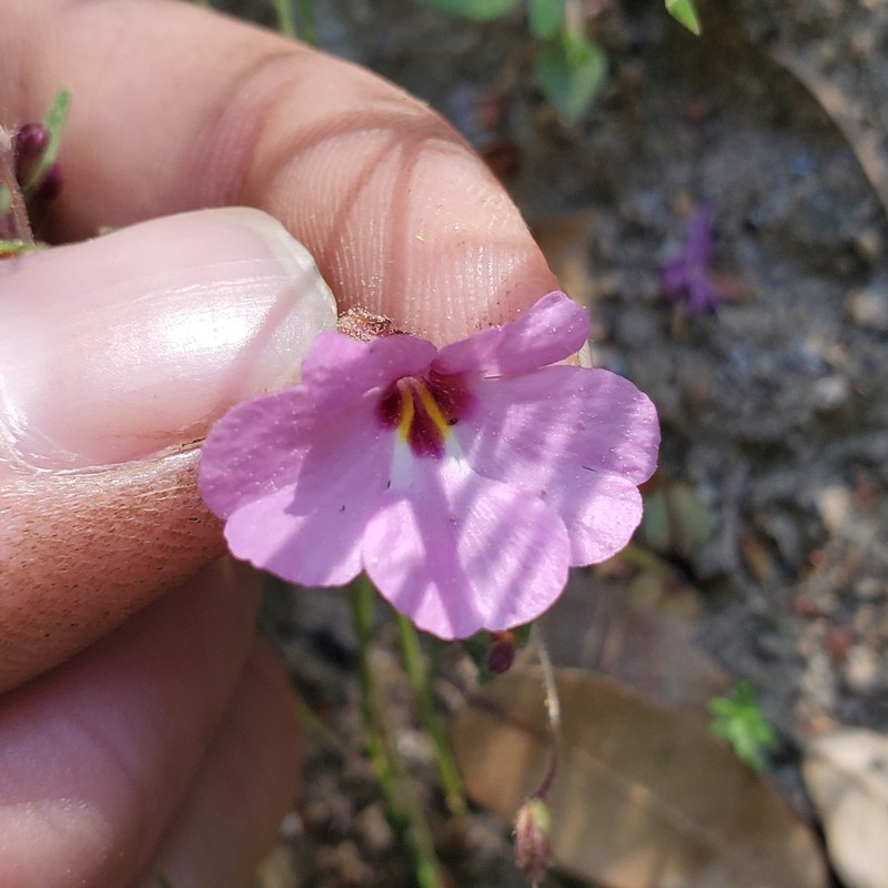 Slenderstalk Monkeyflower photo 2