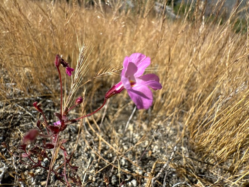 Slenderstalk Monkeyflower photo 3