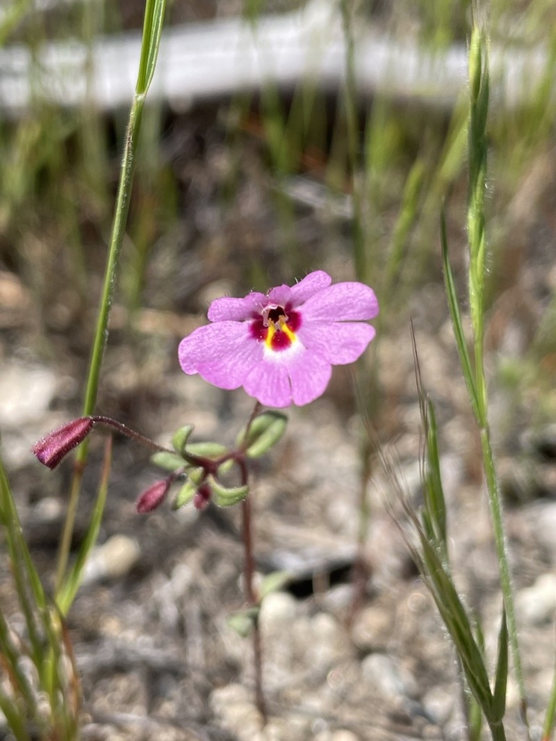 Slenderstalk Monkeyflower photo 4