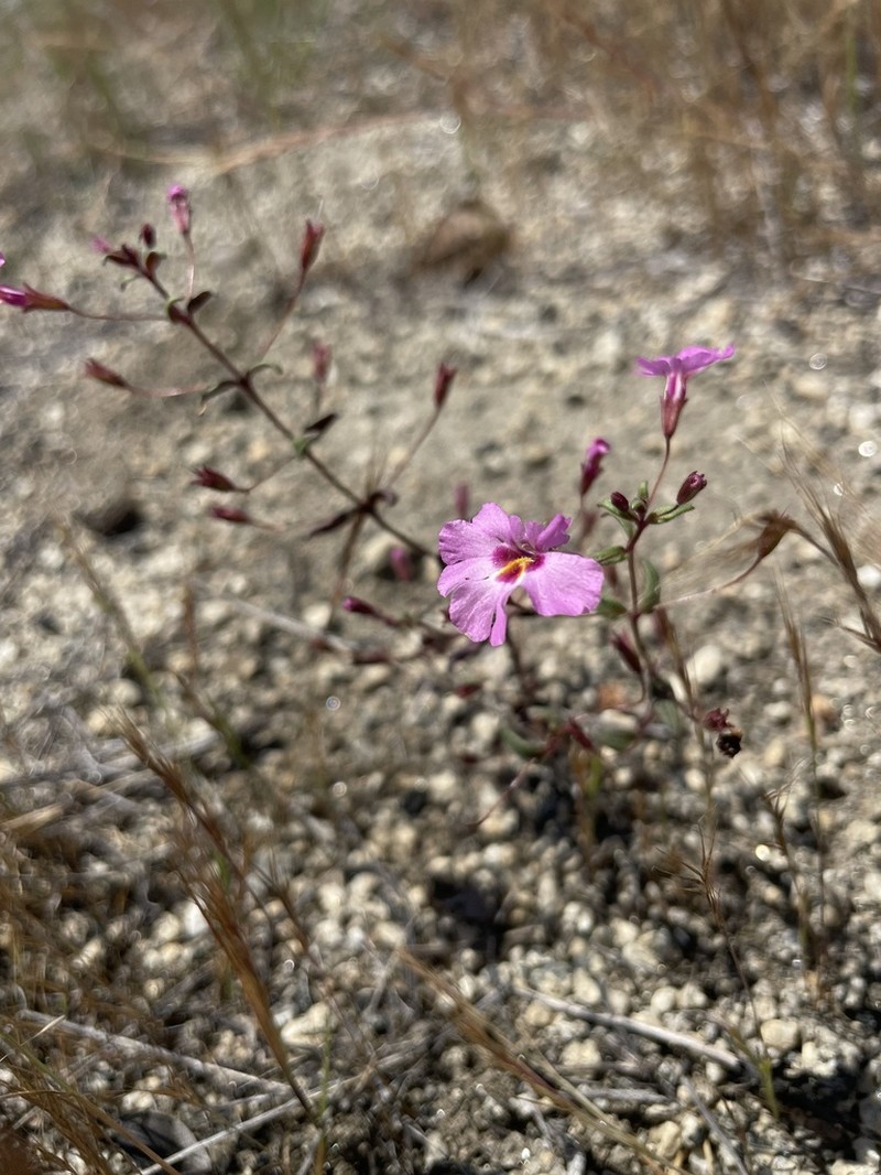 Slenderstalk Monkeyflower photo 5