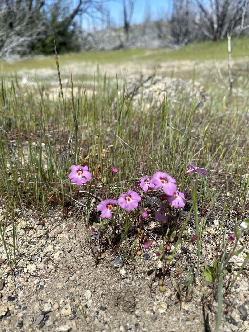 Slenderstalk Monkeyflower photo 6