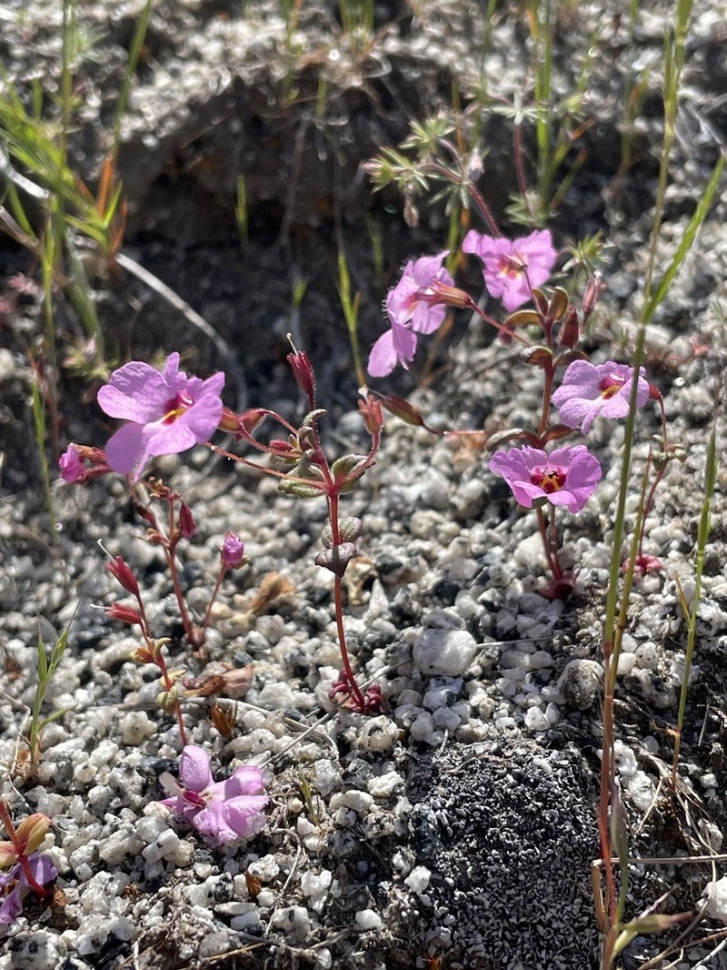 Slenderstalk Monkeyflower photo 7