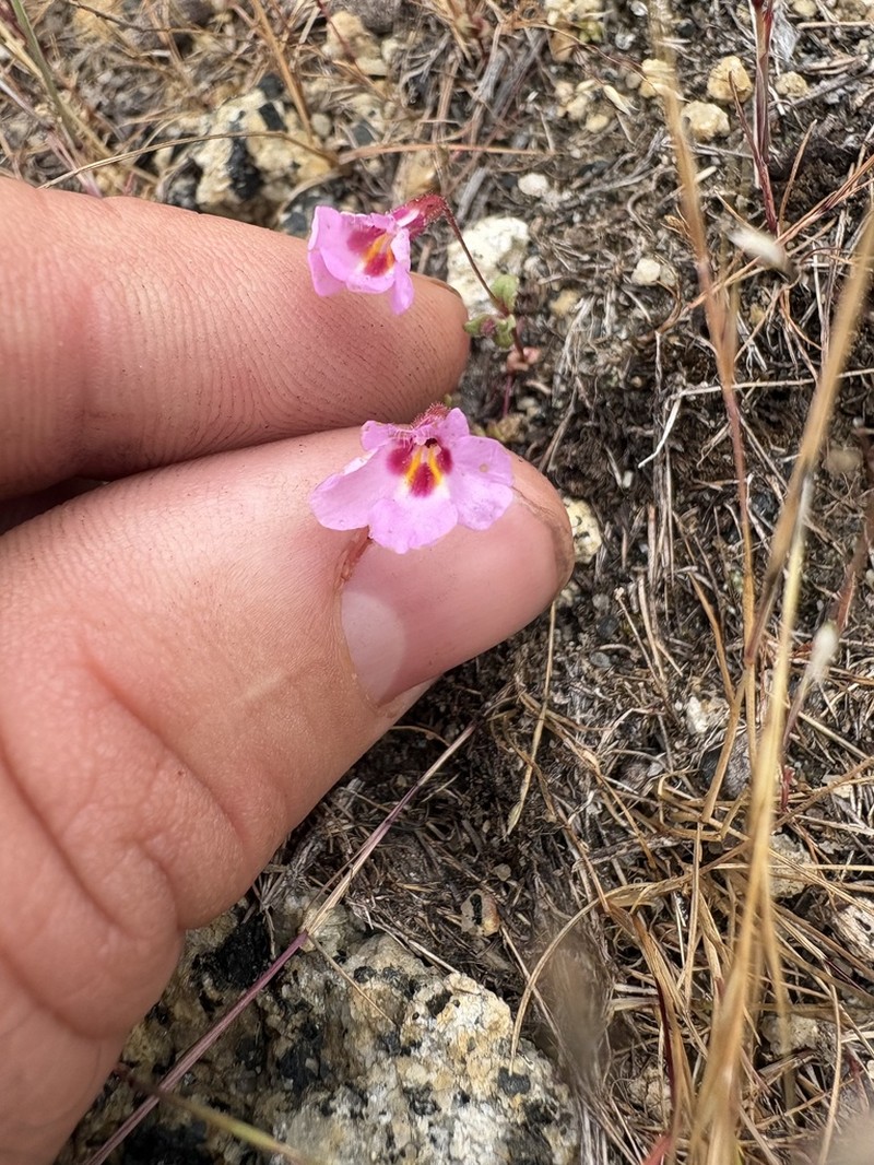 Slenderstalk Monkeyflower photo 8