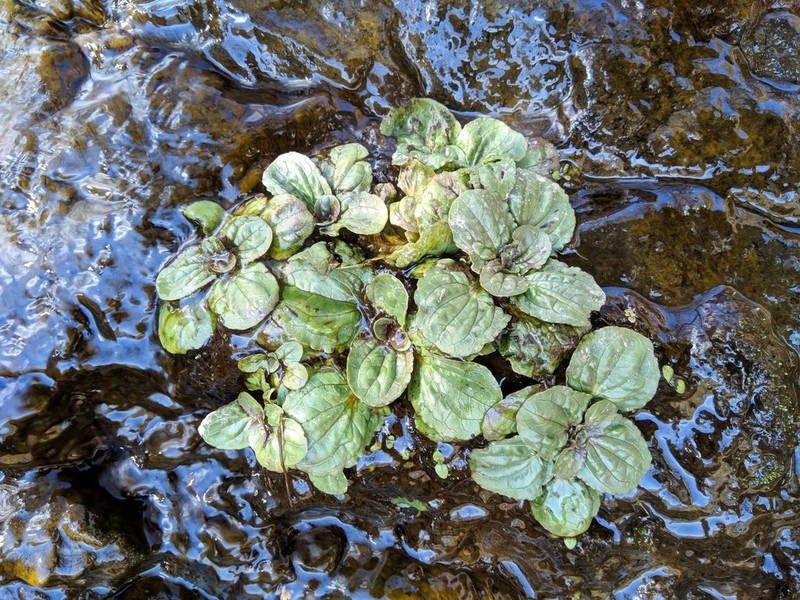Erythranthe grandis photo 2