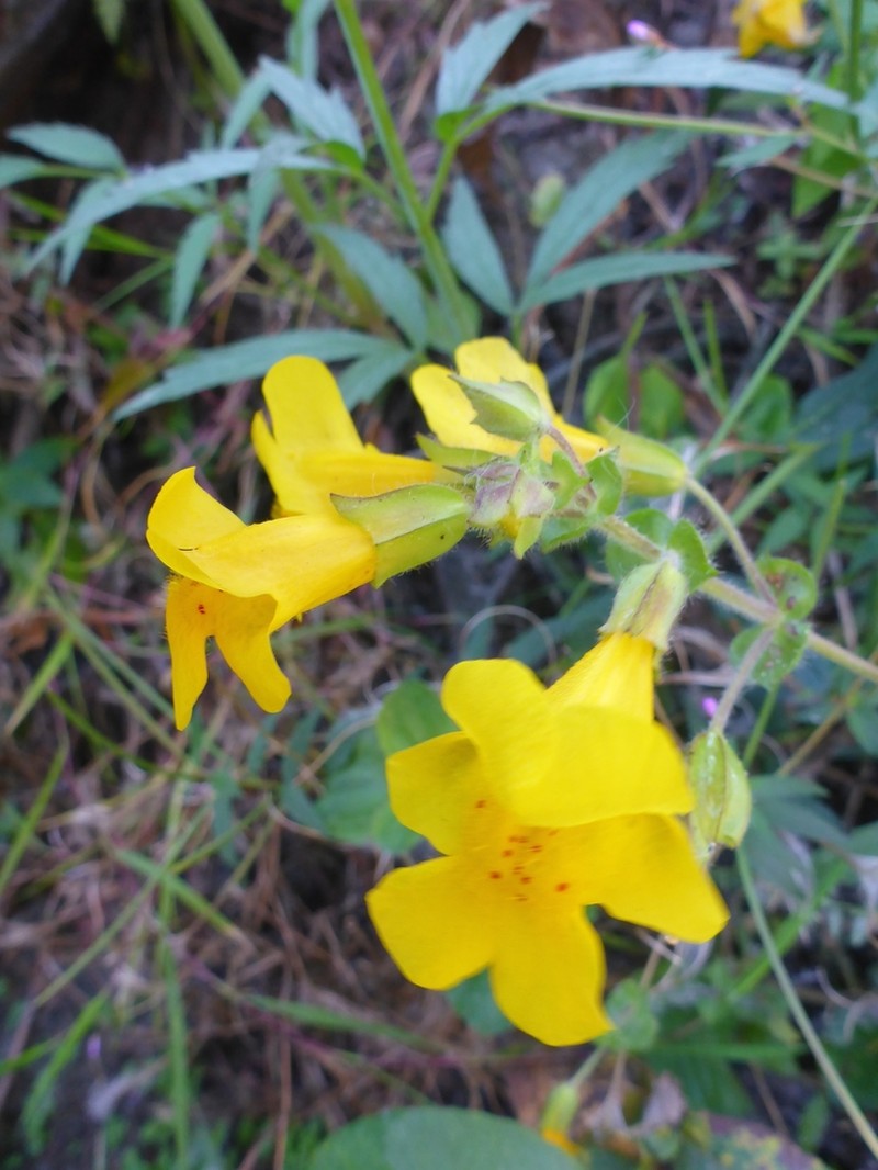 Erythranthe grandis photo 3