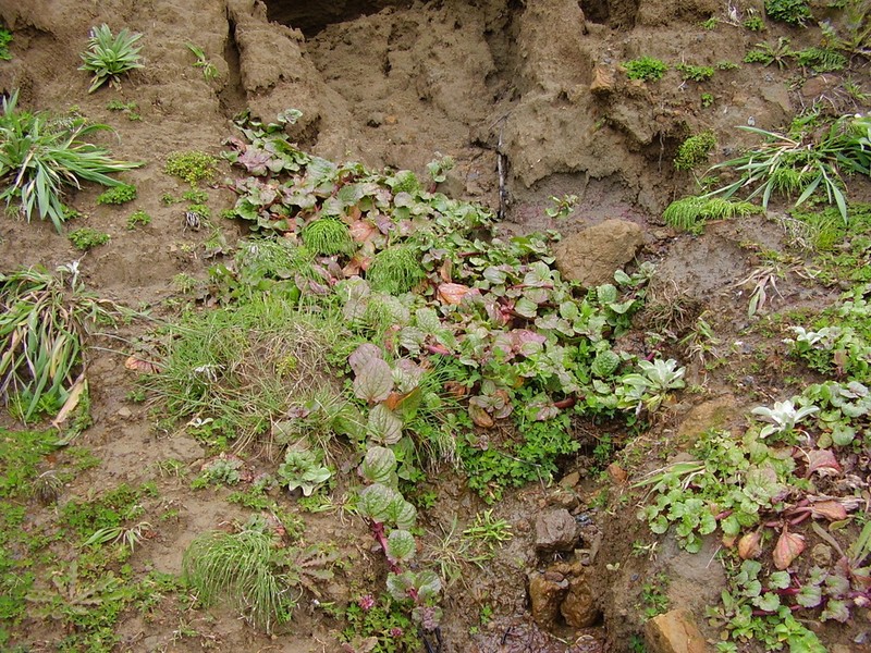 Erythranthe grandis photo 6