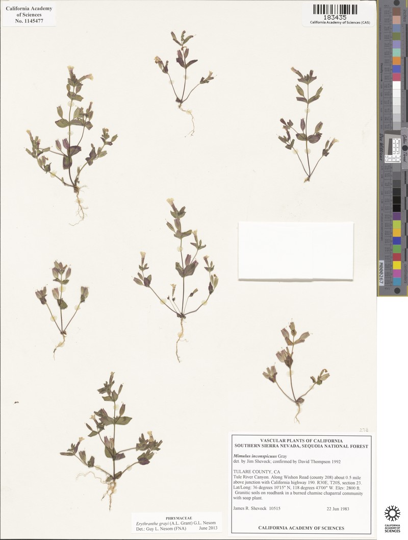 Mariposa Monkeyflower