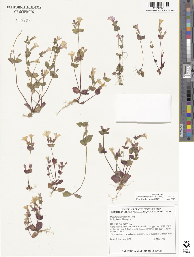 Mariposa Monkeyflower photo 2
