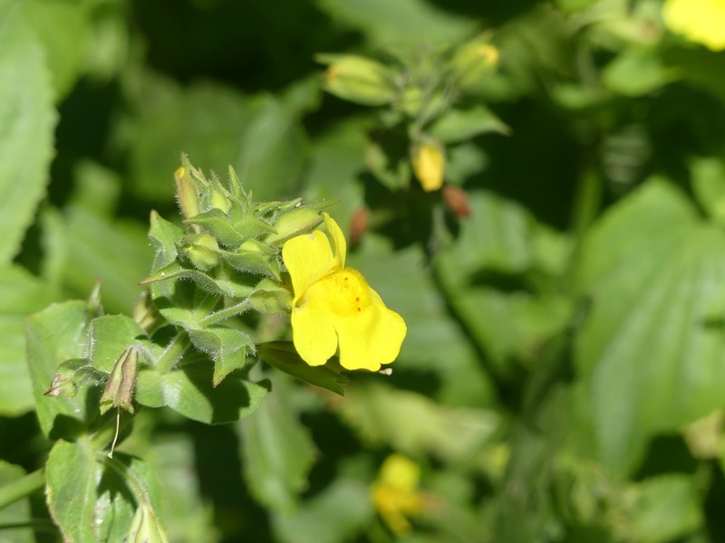 Mcnulty Mine Monkeyflower photo 3