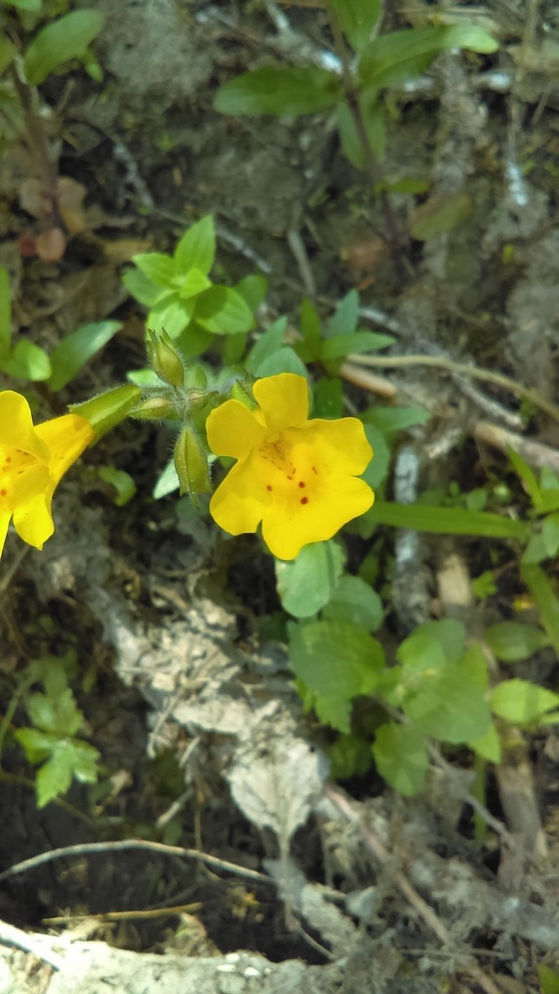 Seep Monkeyflower photo 5
