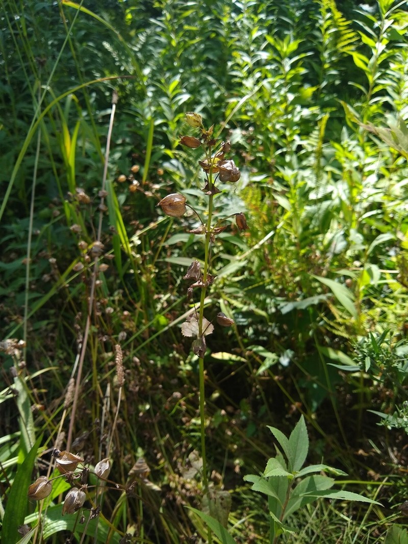 Seep Monkeyflower photo 7