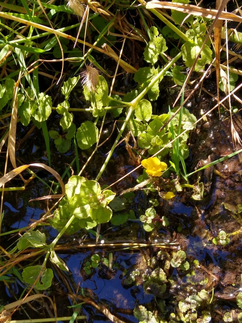 Seep Monkeyflower photo 8