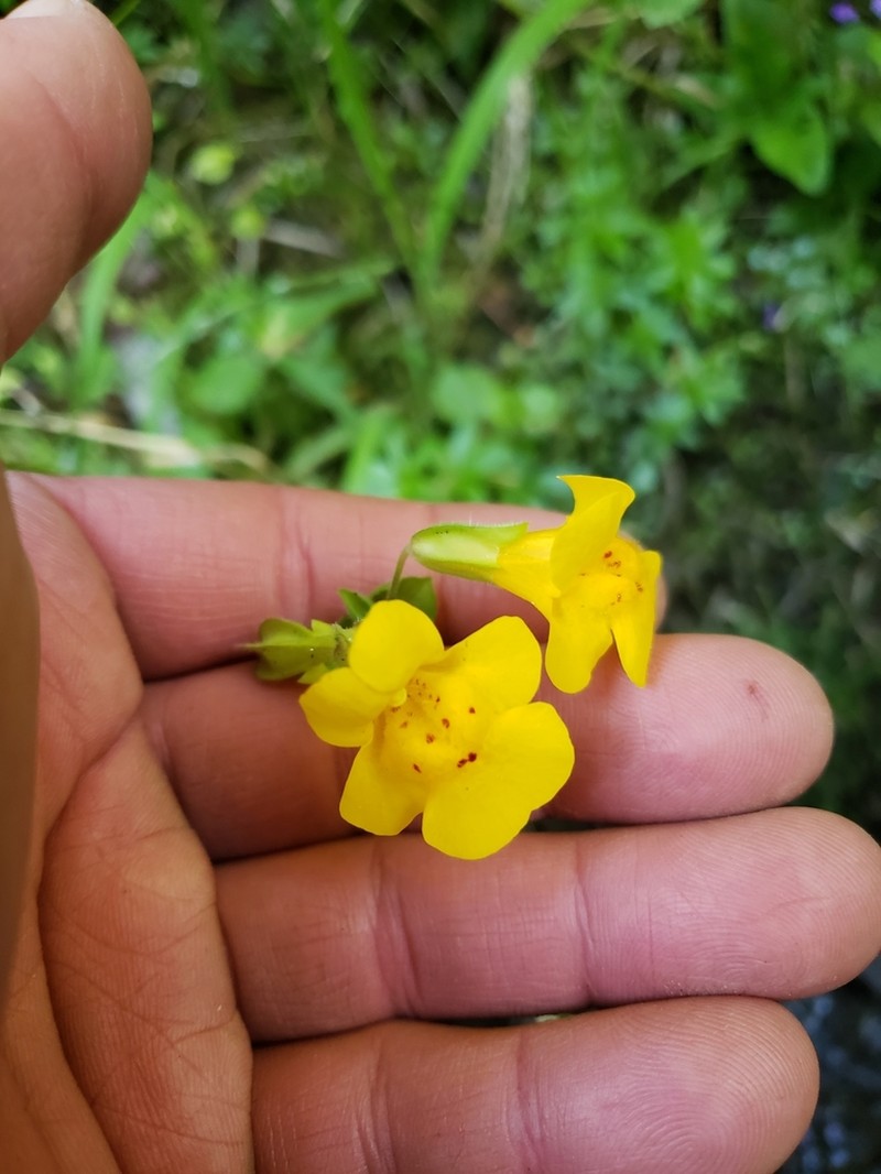 Calico Monkeyflower photo 6