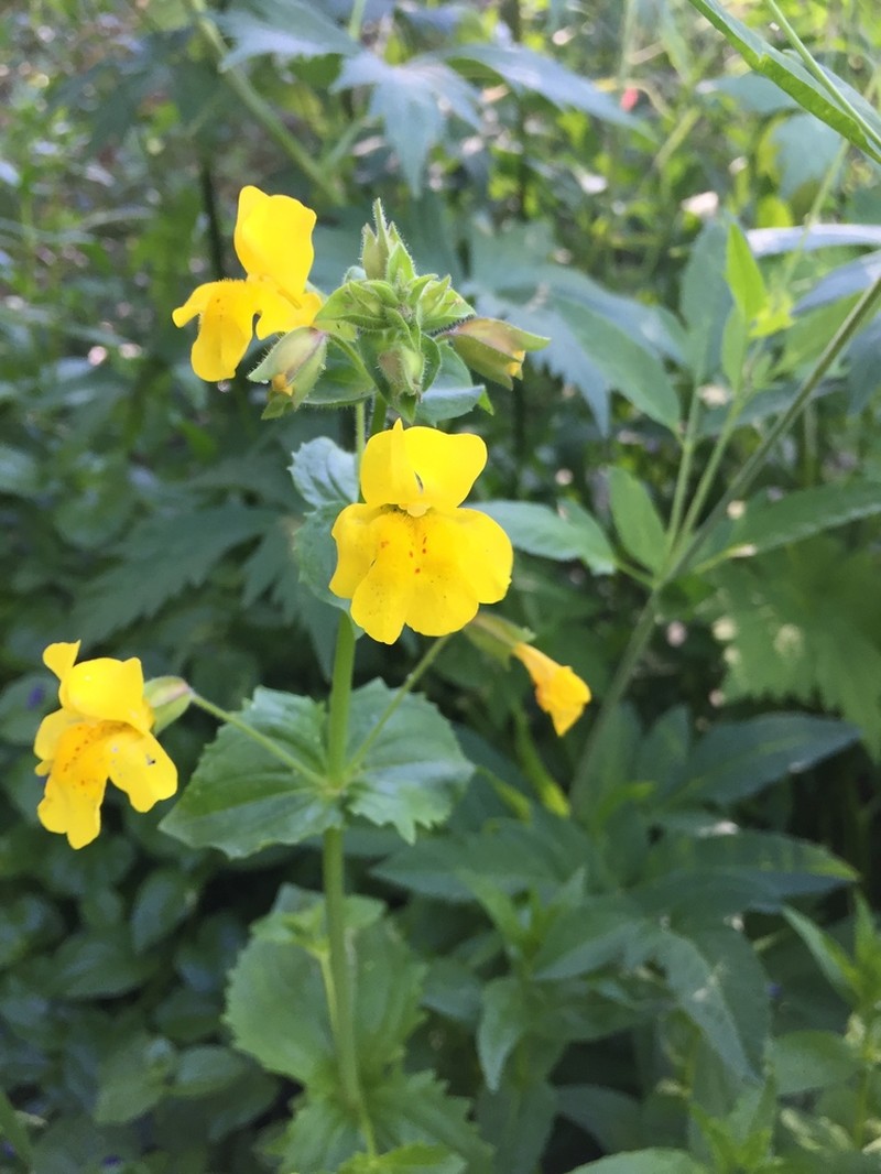 Widecalyx Monkeyflower photo 2