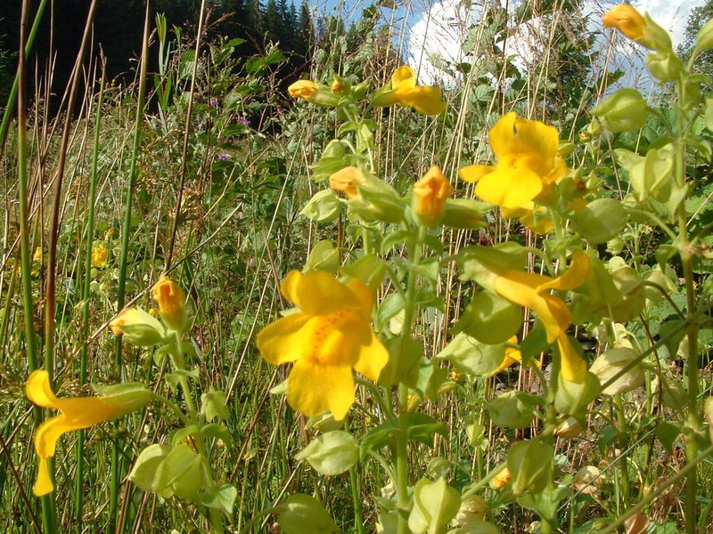 Whipple's Monkeyflower