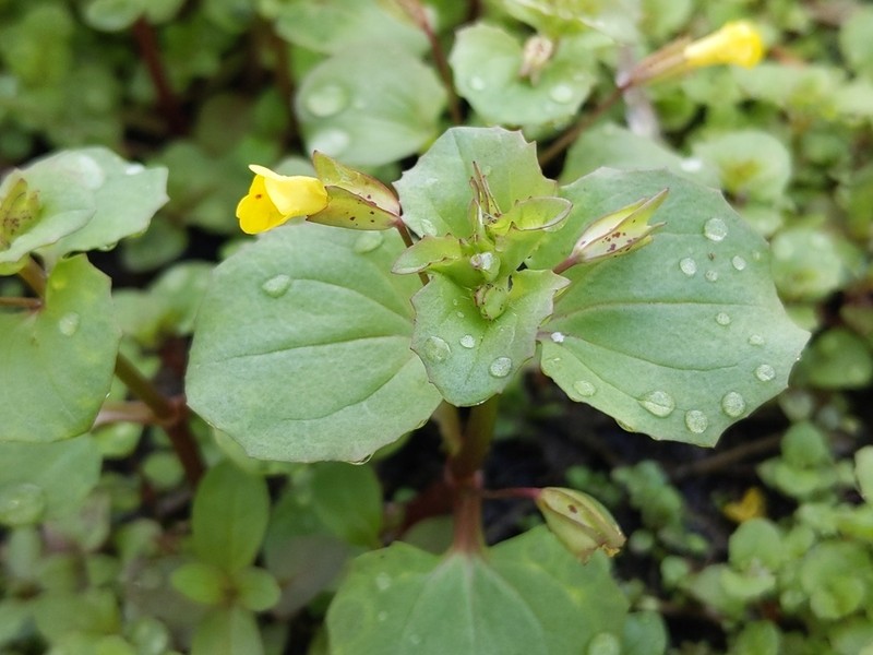 Erythranthe hallii