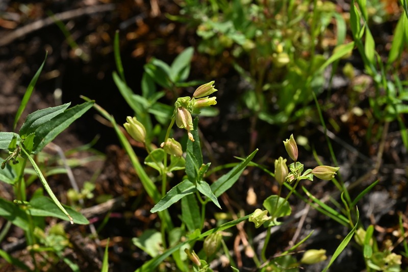 Erythranthe hallii photo 3