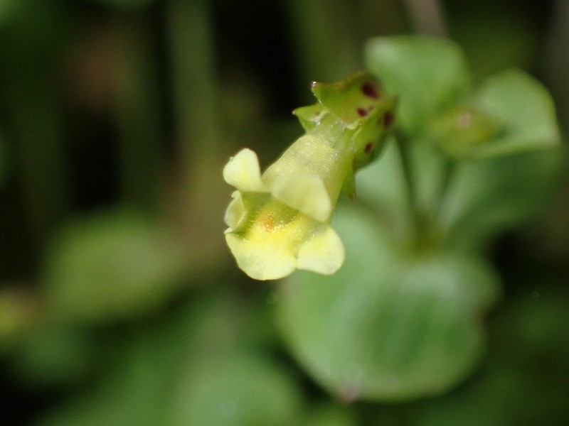 Erythranthe hallii photo 6