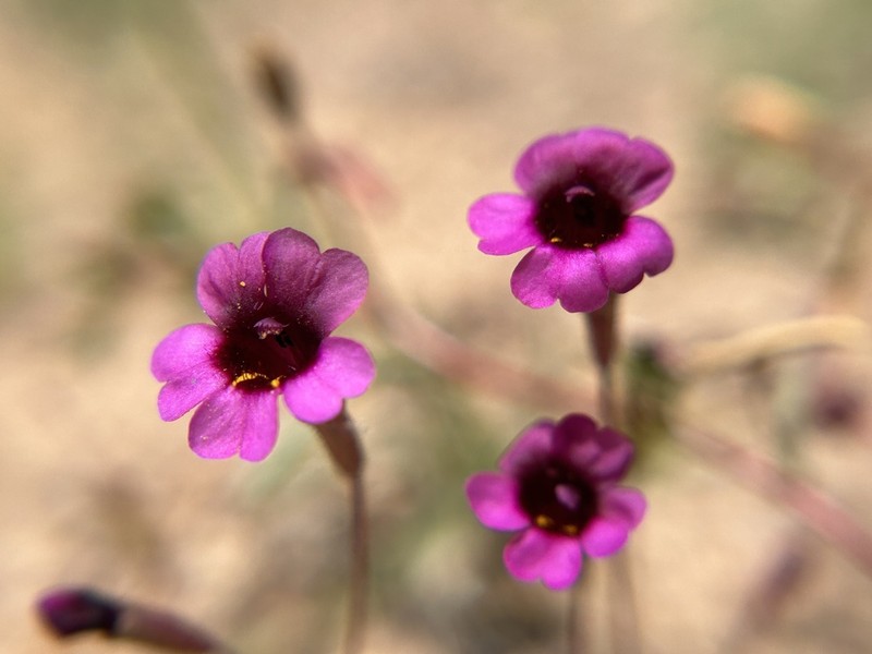 Erythranthe hardhamiae