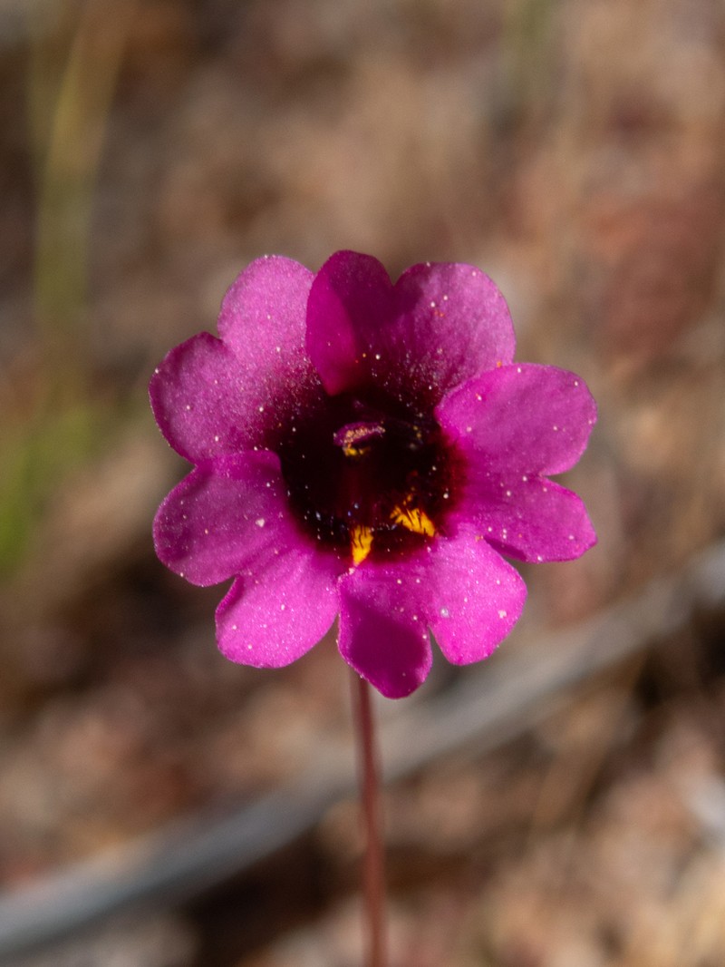 Erythranthe hardhamiae photo 4