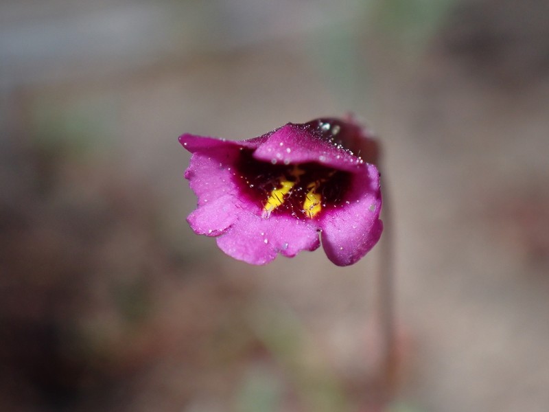 Erythranthe hardhamiae photo 6