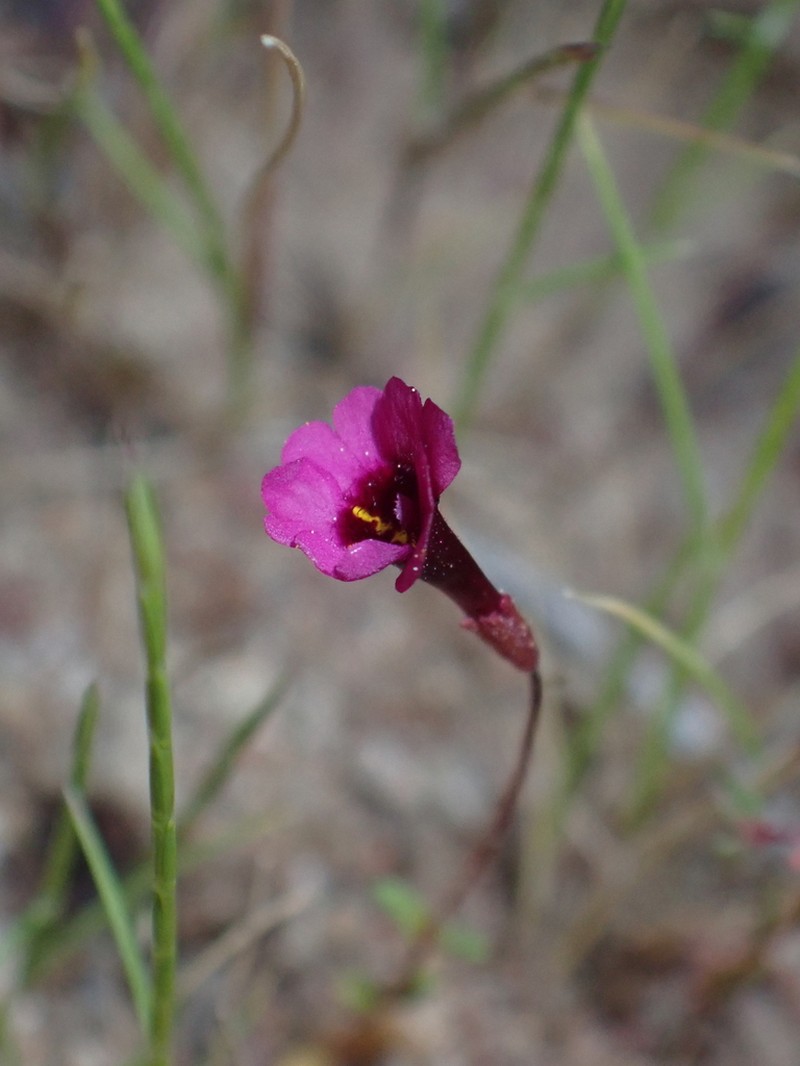Erythranthe hardhamiae photo 7
