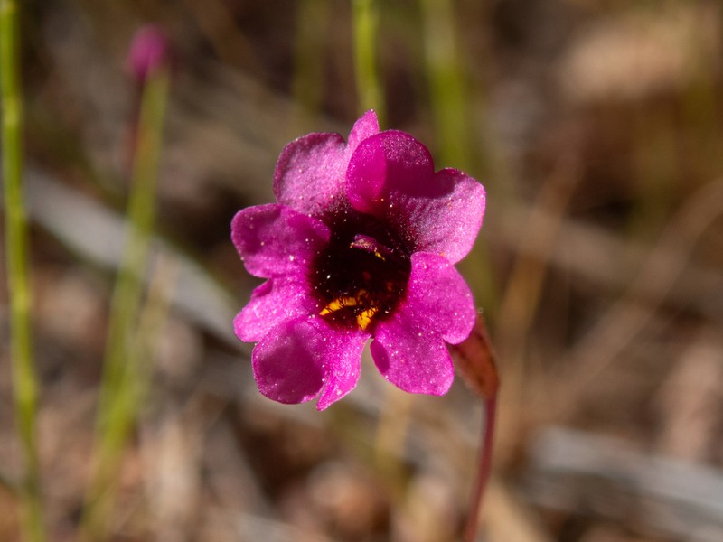 Erythranthe hardhamiae photo 8