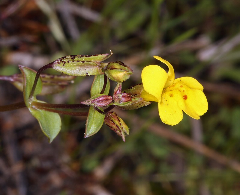 Erythranthe howaldiae