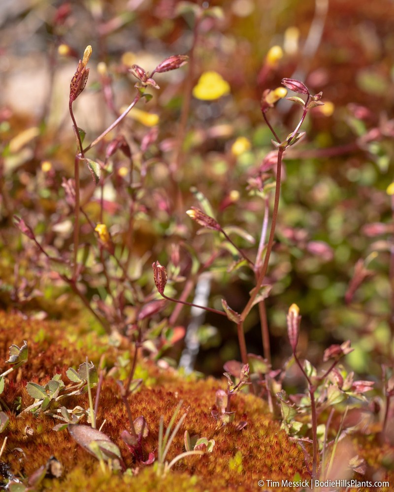 Erythranthe howaldiae photo 2